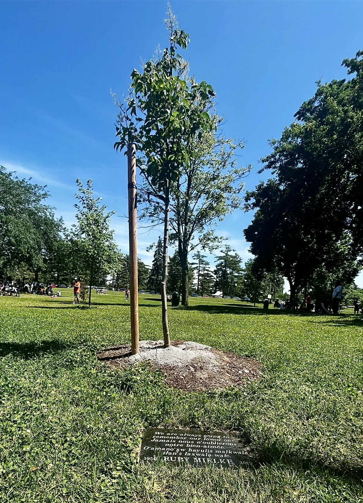 [a picture of my wife's memorial tree]